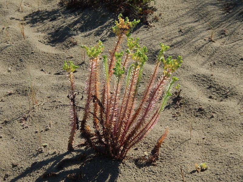Euphorbia paralias